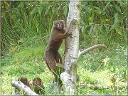 lemur4