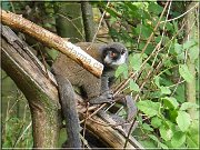 lemur5
