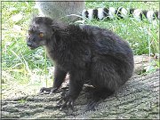 lemur6