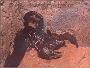 skorpion