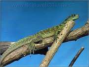 agama