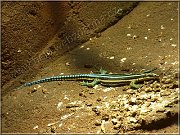 holaspis