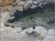 krokodil
