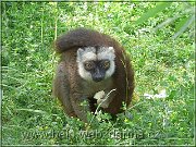 lemur bc