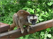 lemur bc1