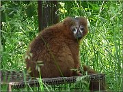 lemur cb