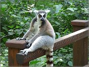 lemur kt