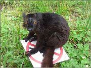 lemur tm