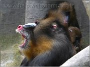 mandril