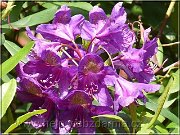 rododendron