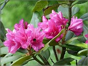 rododendron1