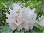 rododendron2