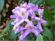 rododendron3