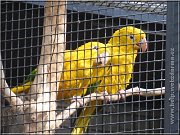 guarouba