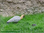 ibis sk