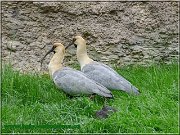 ibis sk1