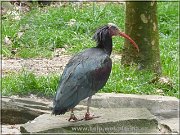 ibis