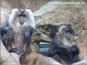 makak