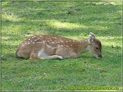 sika