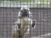 tamarin