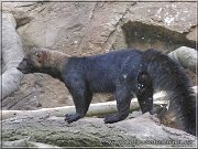 tayra