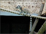 lemur