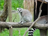 lemur01