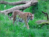 tyger