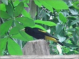 vtak01