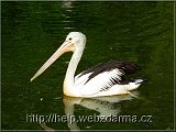 pelikan