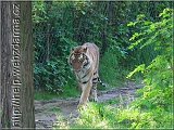 tyger1