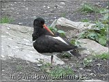 ustricnik
