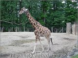 zirafa