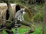 lemur