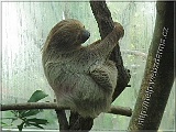lenochod2