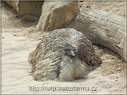 emu
