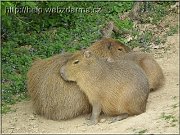 kapybary