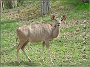 kudu