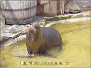 lachtan