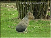 mara