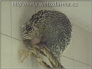 pichliac