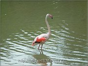 plameniak