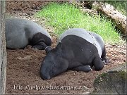 tapir