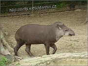 tapir1