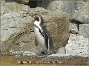 tucniak
