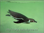 tucniak