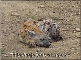 hyena