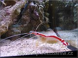 kreveta