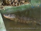 krokodil