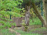 kudu